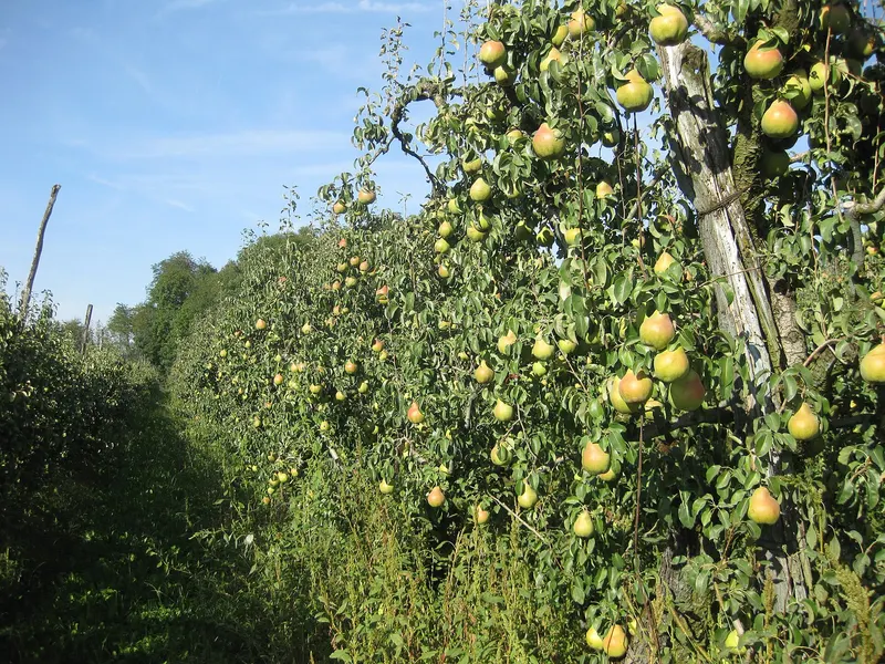 Chinese hawthorn tree showing foliage and plant structure.