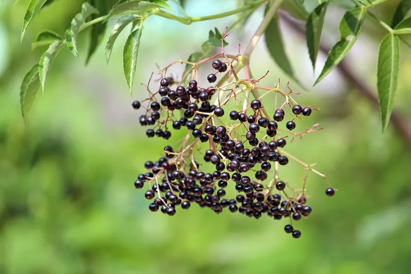 Living elderberry stems with foliage and ripe fruit clusters.