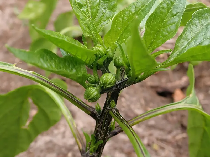 Jalapeno pepper plant showing leaves and peppers.