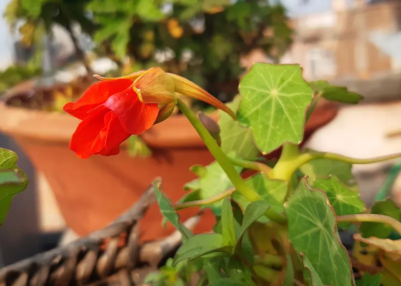 Nasturtium plant showing round leaves and flowers.