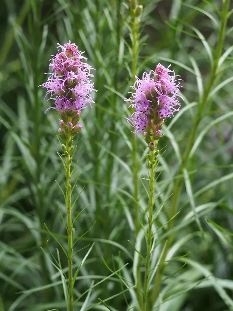 Blazing star plant showing upright purple flower spikes and leaves.