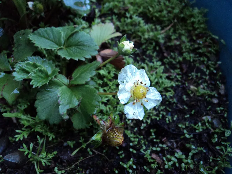 Strawberry plant habit with foliage, flower, and developing fruit.