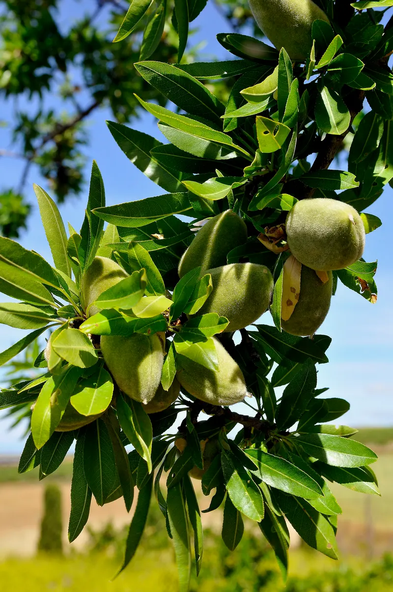 Almond branch structure with leaves and developing nuts.