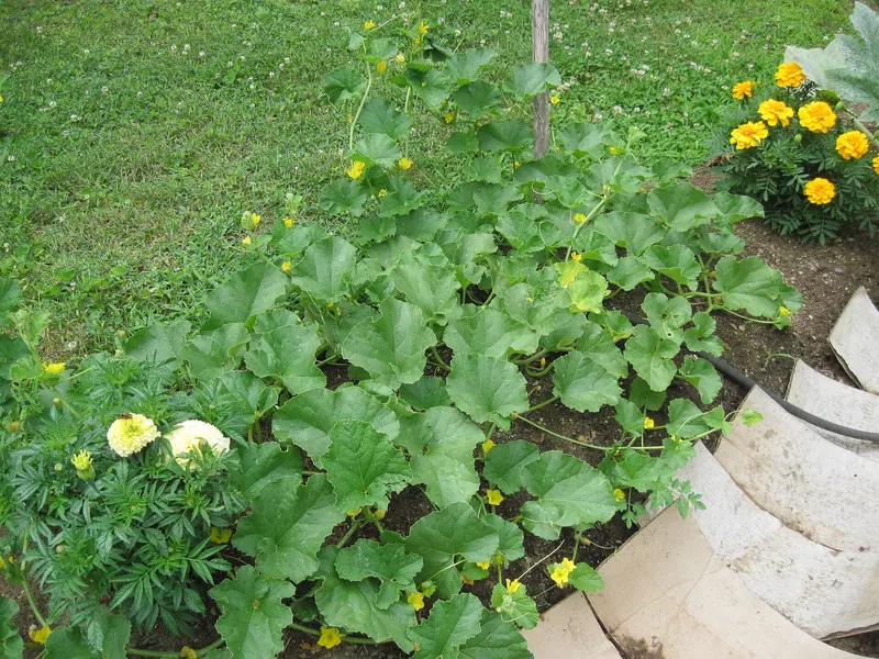 Cantaloupe vine showing leaves and melon fruit.