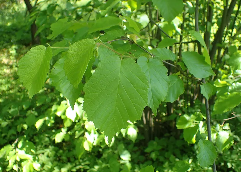American hazelnut shrub showing leaves and nut clusters.