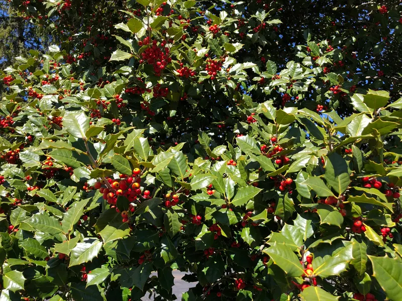 American holly showing glossy evergreen leaves and red berries where visible.