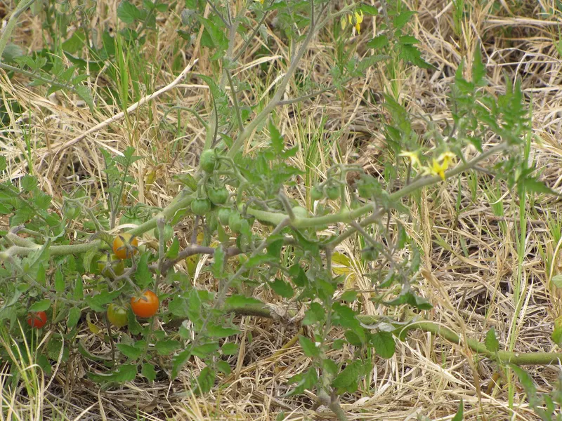 Tomato plant showing leaves, stems, and fruit.