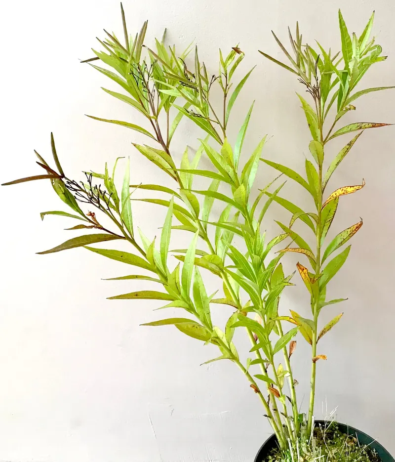 Bluestar plant showing narrow leaves, stems, and blue flowers.