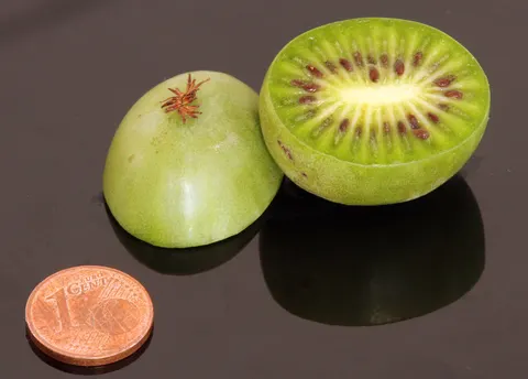 Hardy kiwi fruit cut open to show the green interior.