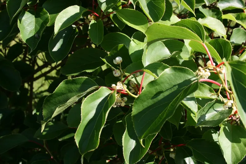 Hardy kiwi vine foliage on living stems.