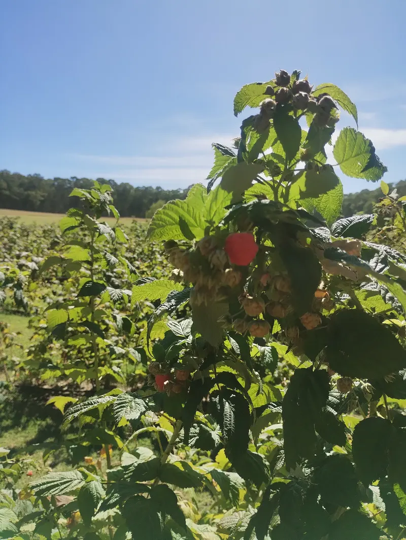 Raspberry cane showing leaves and berries.