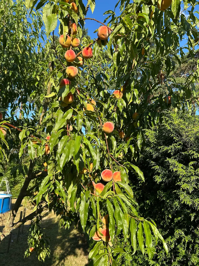 Peach branch showing narrow leaves and fruit.