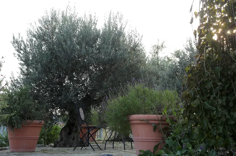Olive branch showing narrow leaves and olives.