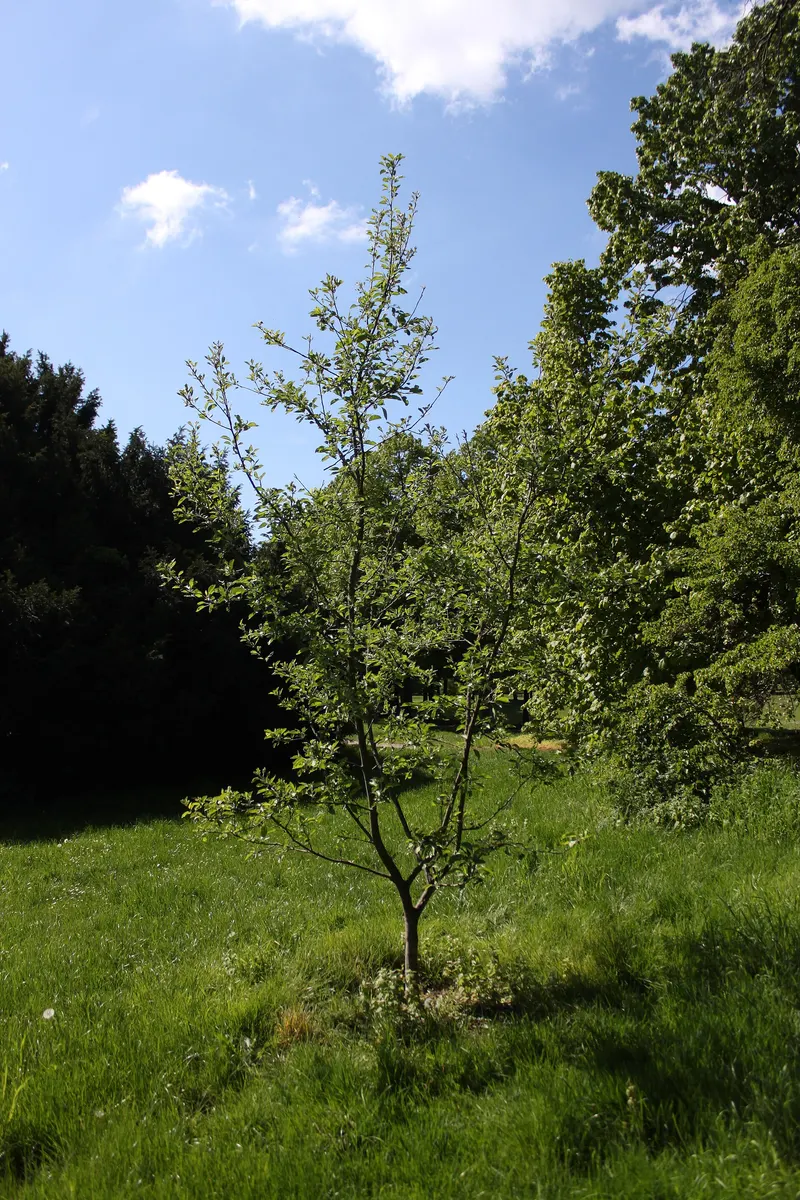 Arkansas Black apple tree with leafy canopy.