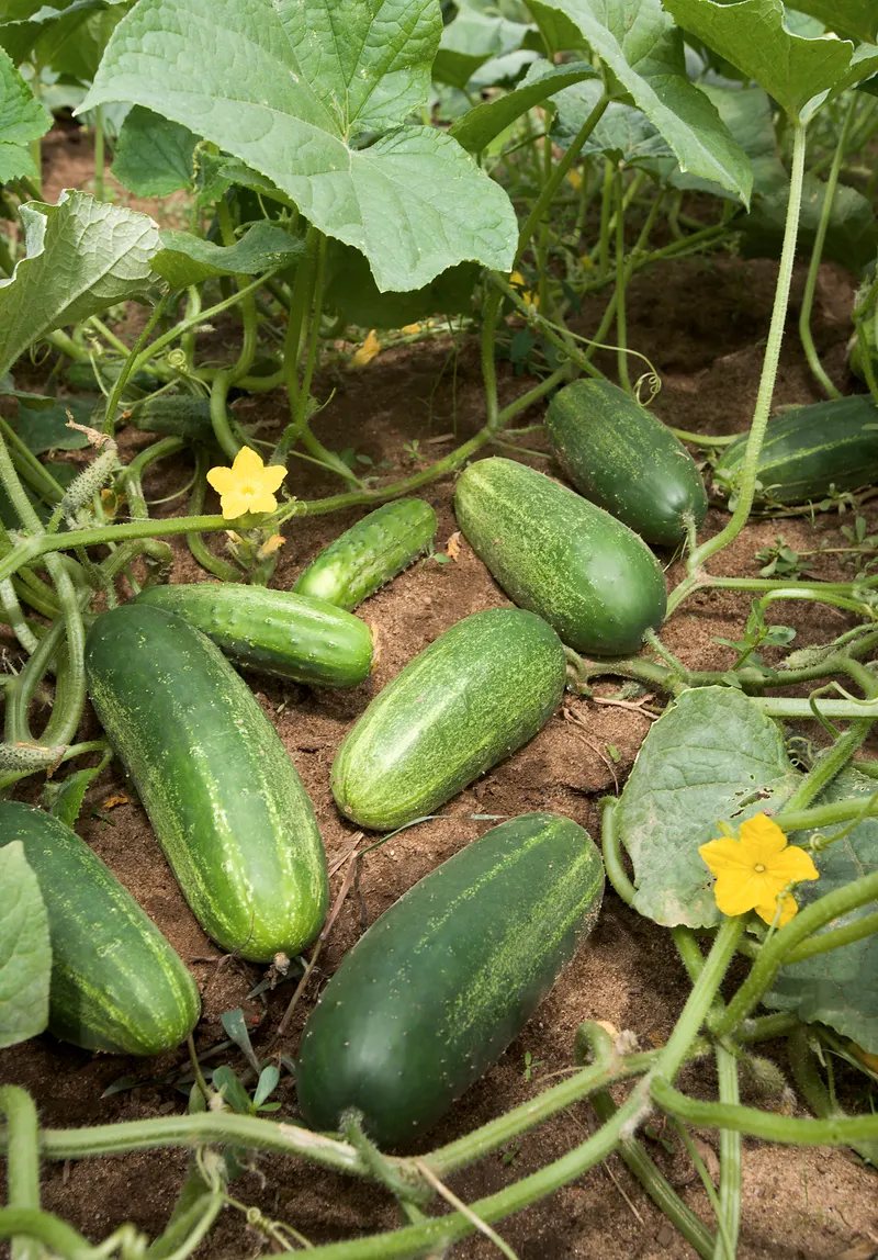 Cucumber vine showing leaves, tendrils, and fruit.