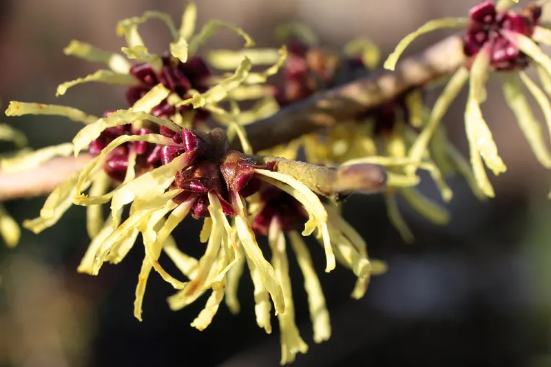 Witch hazel shrub showing branches, leaves, and yellow flowers.