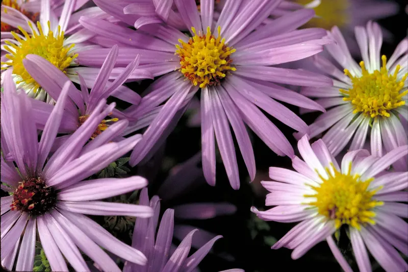 Aromatic aster plant showing purple flowers and leafy stems.