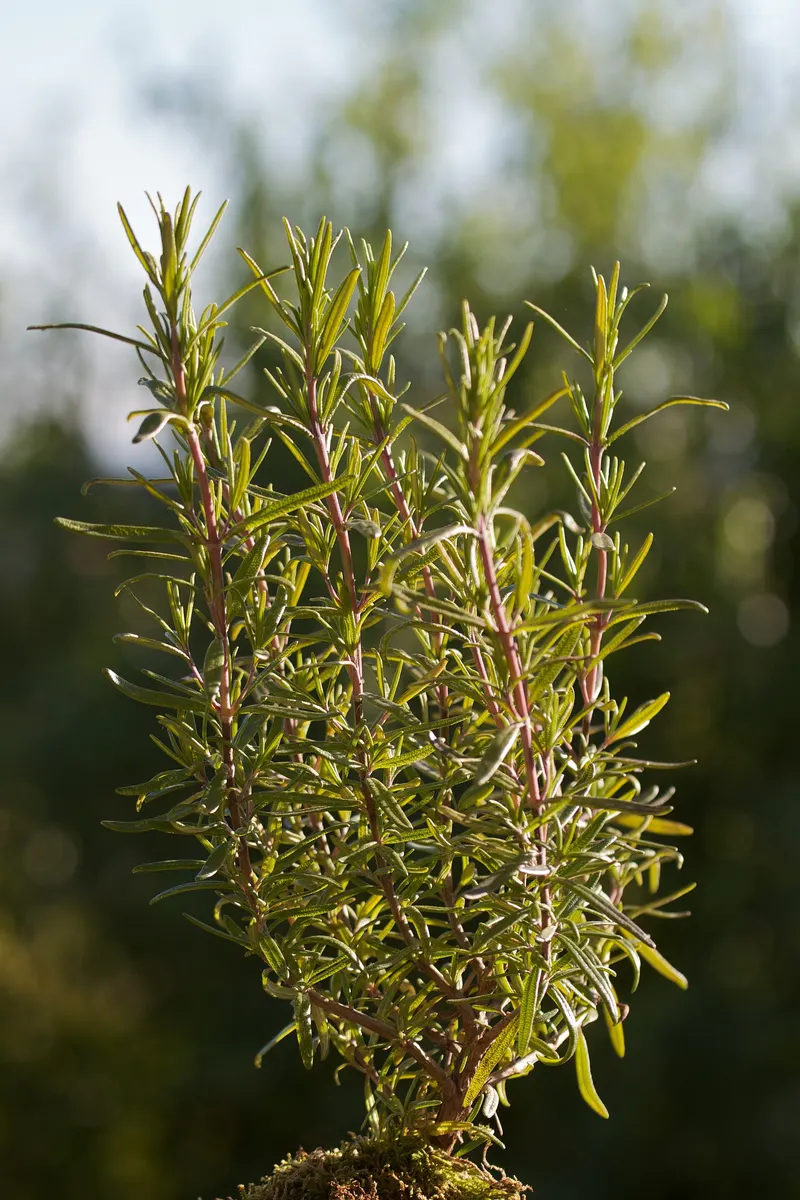 Rosemary plant with woody stems and narrow evergreen leaves.