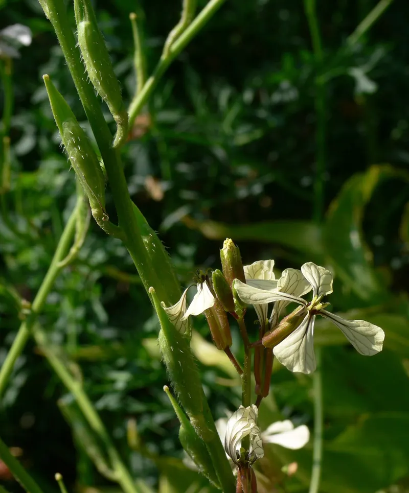Arugula plant showing leafy growth, stems, flowers, and seed pods.