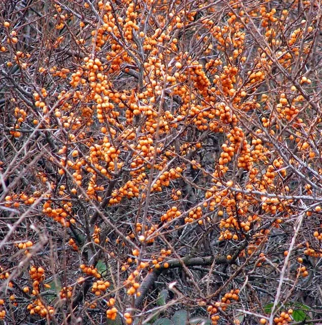 Seaberry shrub showing silver leaves and orange fruit clusters.