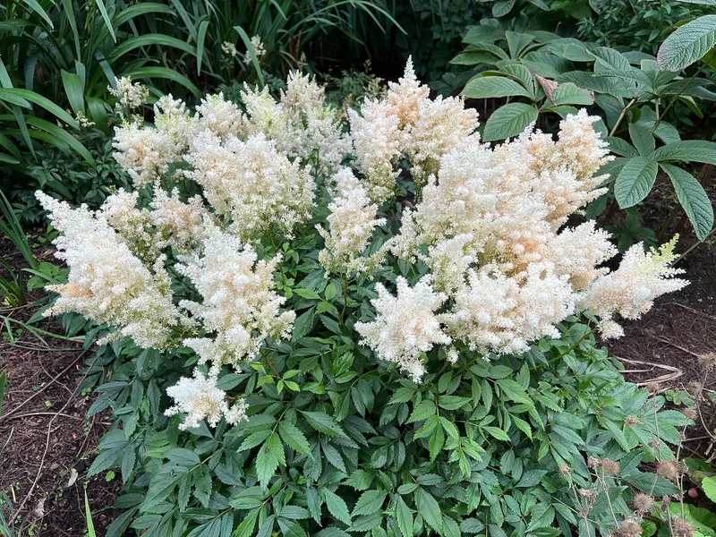 White astilbe showing ferny leaves and upright flower plumes.