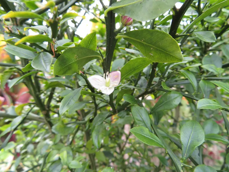 Australian finger lime showing small evergreen leaves and narrow citrus fruit.