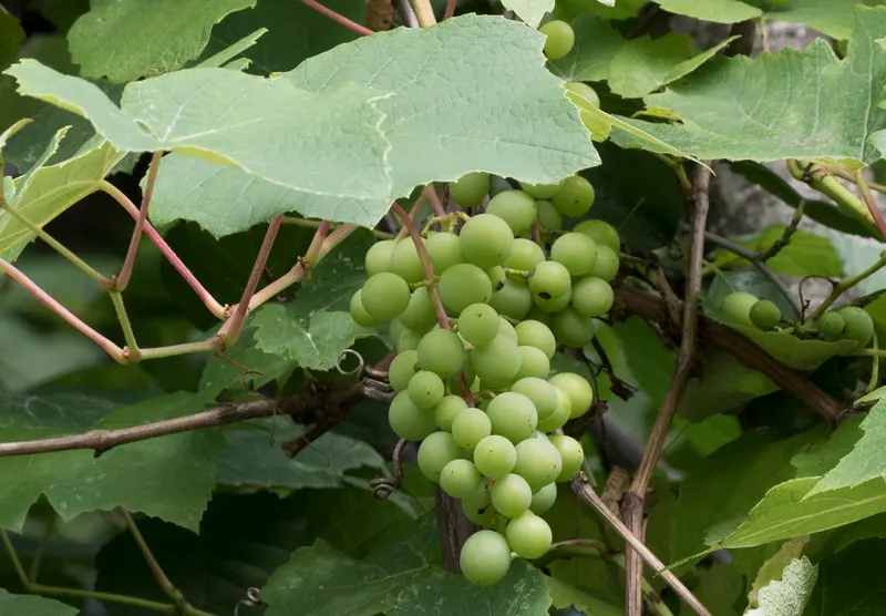 Grape cluster hanging from a leafy vine.