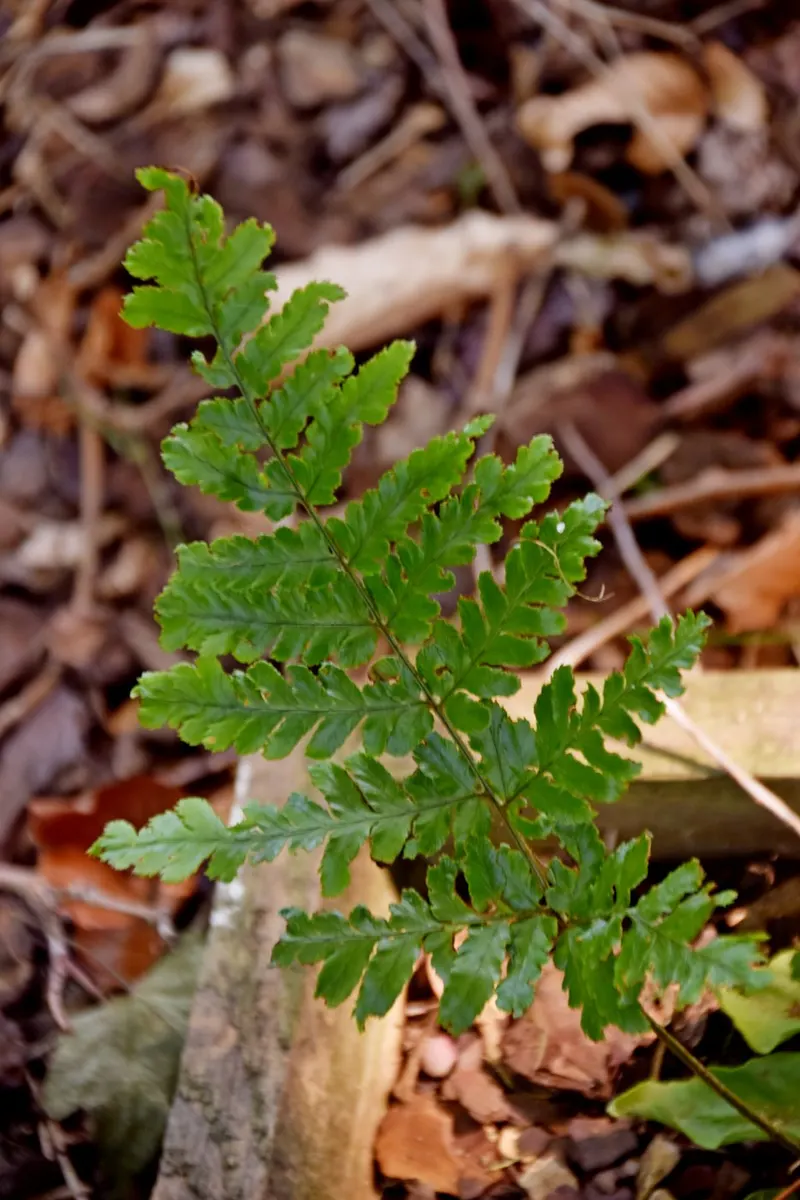Autumn fern plant showing foliage and plant structure.