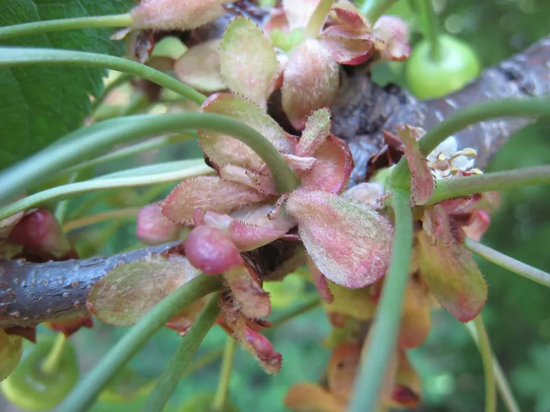 Sweet cherry branch showing leaves and fruit.