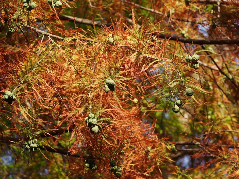Bald cypress showing soft feathery foliage and upright tree habit.