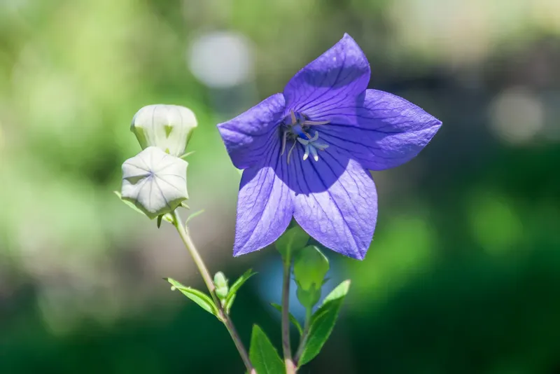 Balloon flower plant showing foliage and plant structure.