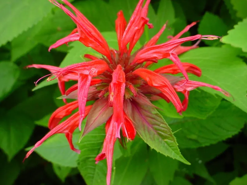 Red bee balm flower above green leaves.