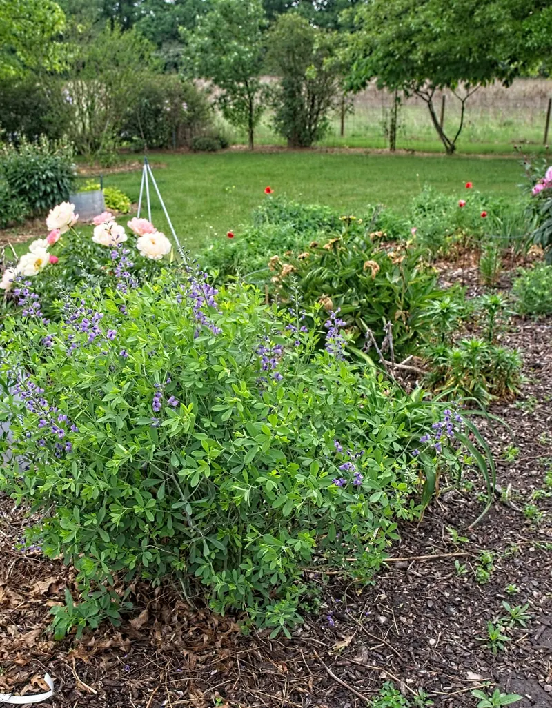 Wild indigo plant showing blue pea-like flower spikes and rounded foliage.
