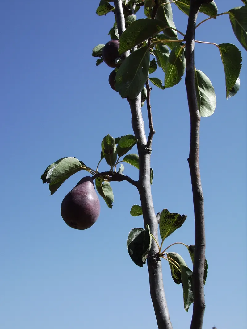 Pear fruit hanging from a leafy branch.