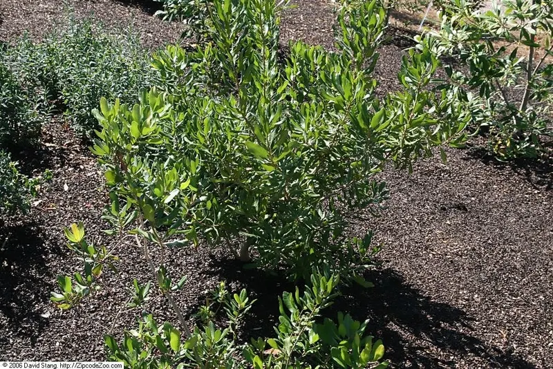 Bayberry shrub showing woody stems, aromatic leaves, and waxy berries where visible.