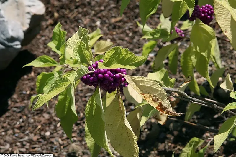 American beautyberry branch with purple berries and green leaves.