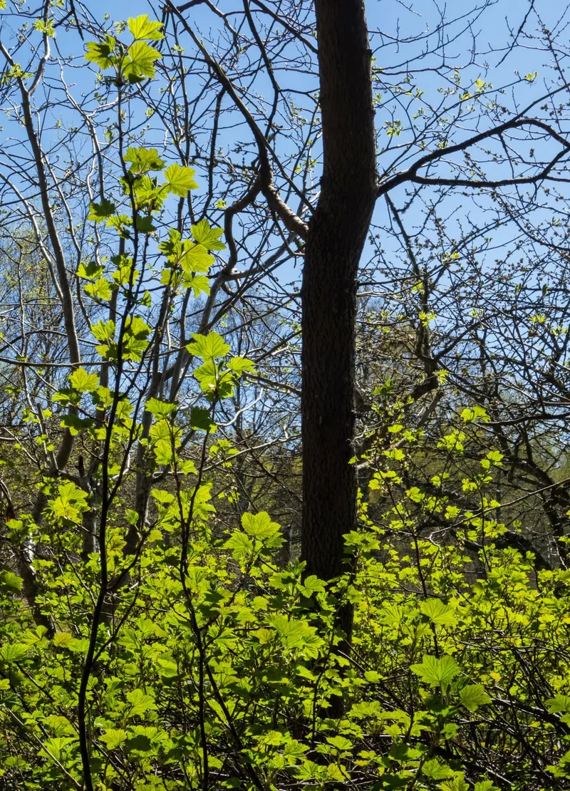 Black currant showing leafy stems and dark fruit clusters.