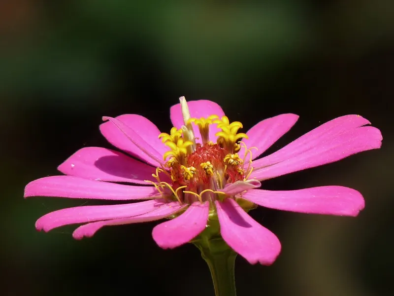 Zinnia plant showing colorful flowers, stems, and leaves.