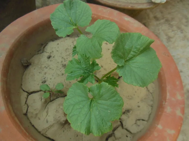 Bitter melon vine showing foliage and plant structure.