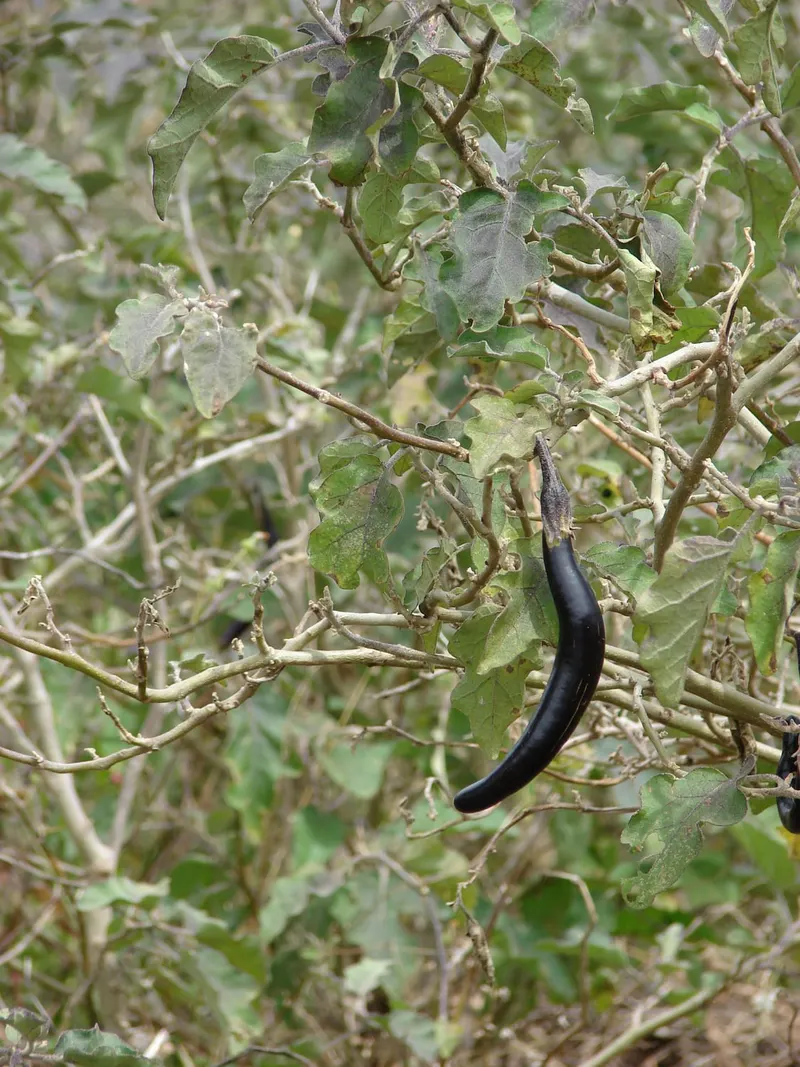 Eggplant plant showing large leaves, stems, and purple fruit.