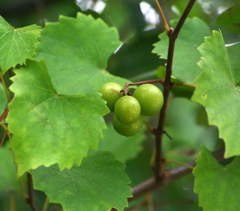 Muscadine grape vine showing leaves and grape clusters.