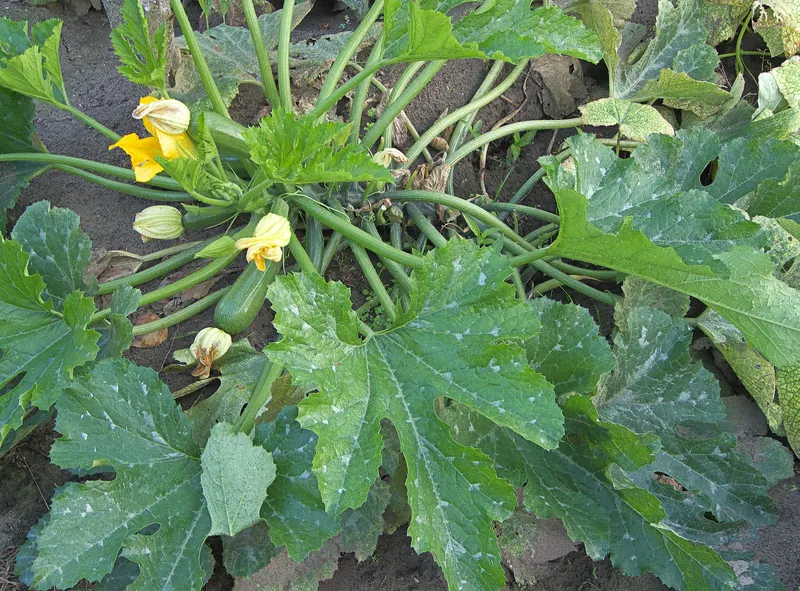 Zucchini plant showing large leaves and squash fruit.