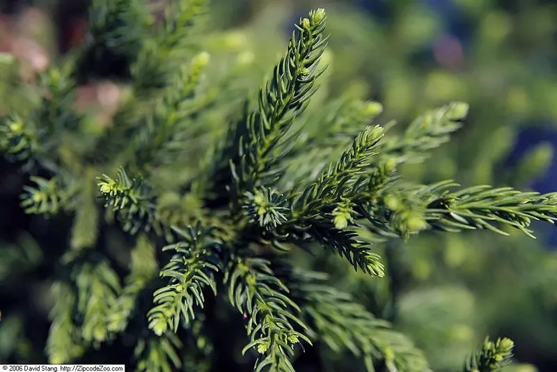 Black Dragon cryptomeria tree showing foliage and plant structure.