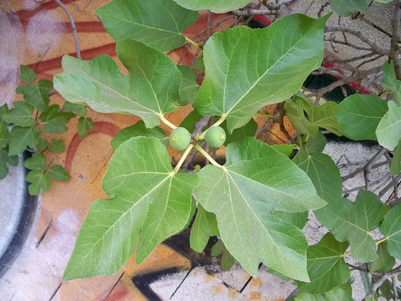 Common fig leaves and green figs on living stems.