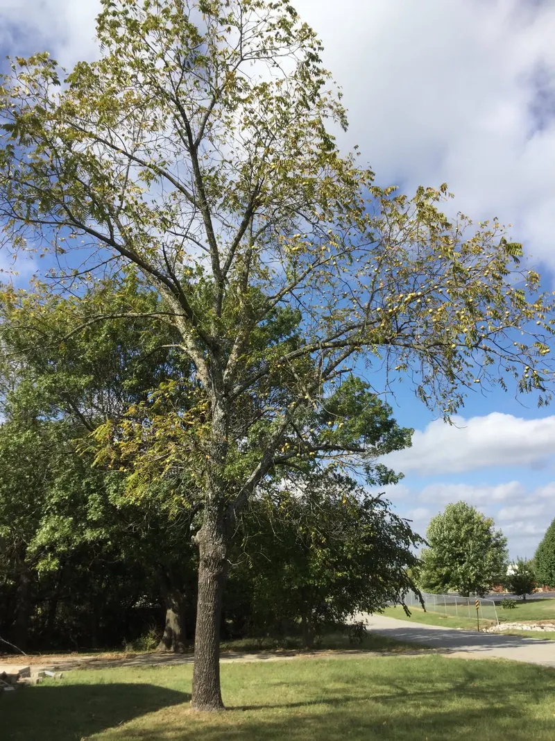 Black walnut tree showing compound leaves, branches, and green walnuts where visible.