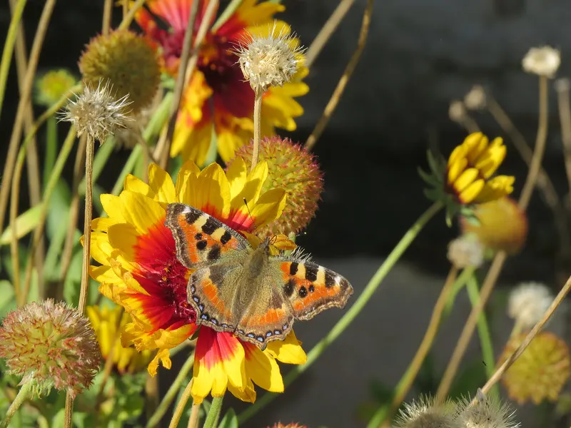 Blanket flower plant showing daisy-like flowers and leaves.