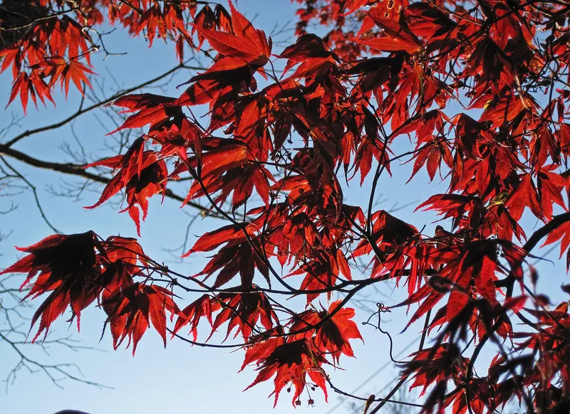 Japanese maple tree showing lobed leaves and branching habit.