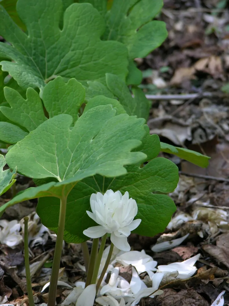 Bloodroot plant showing lobed leaves and white flowers.