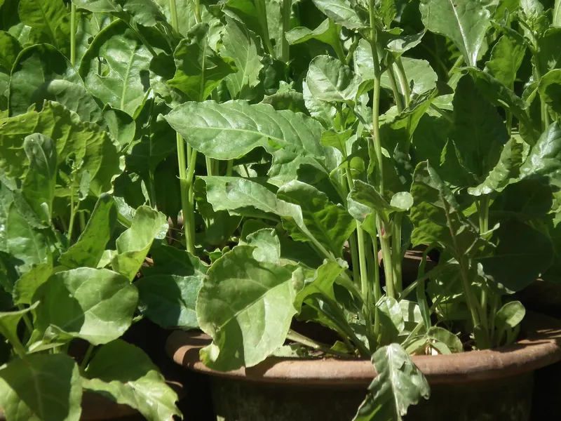 Spinach plant showing dark green leaves.
