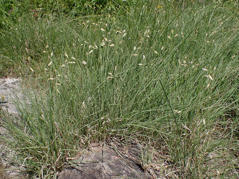 Blue grama grass showing fine foliage and eyelash seed heads.